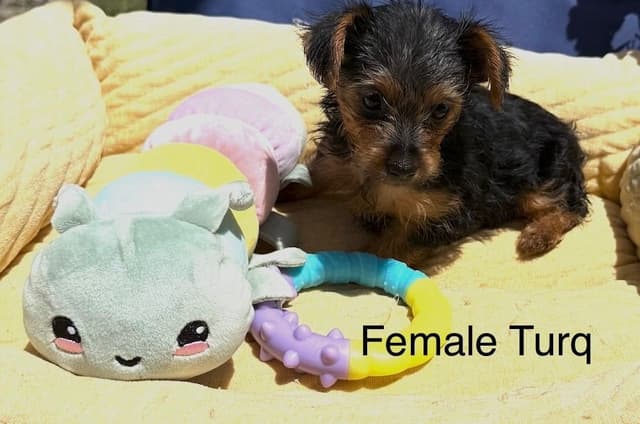 Yorkshire Terrier Puppies media 4