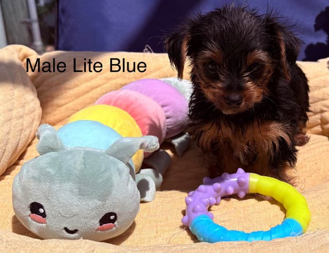 Yorkshire Terrier Puppies media 2