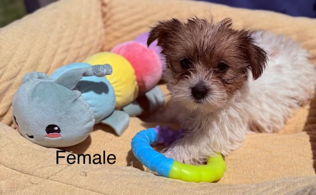 Yorkshire Terrier Puppies media 3