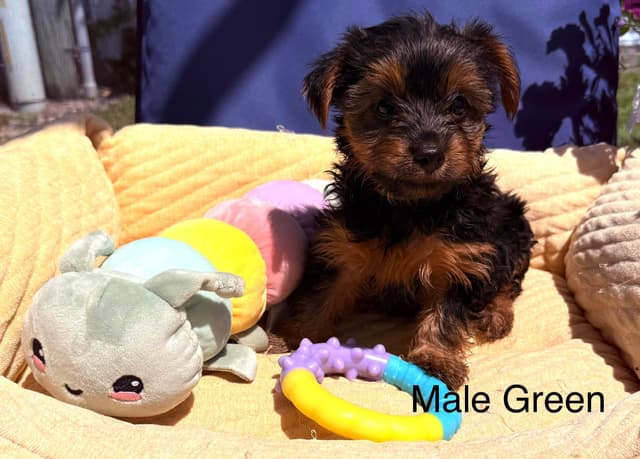 Yorkshire Terrier Puppies media 4