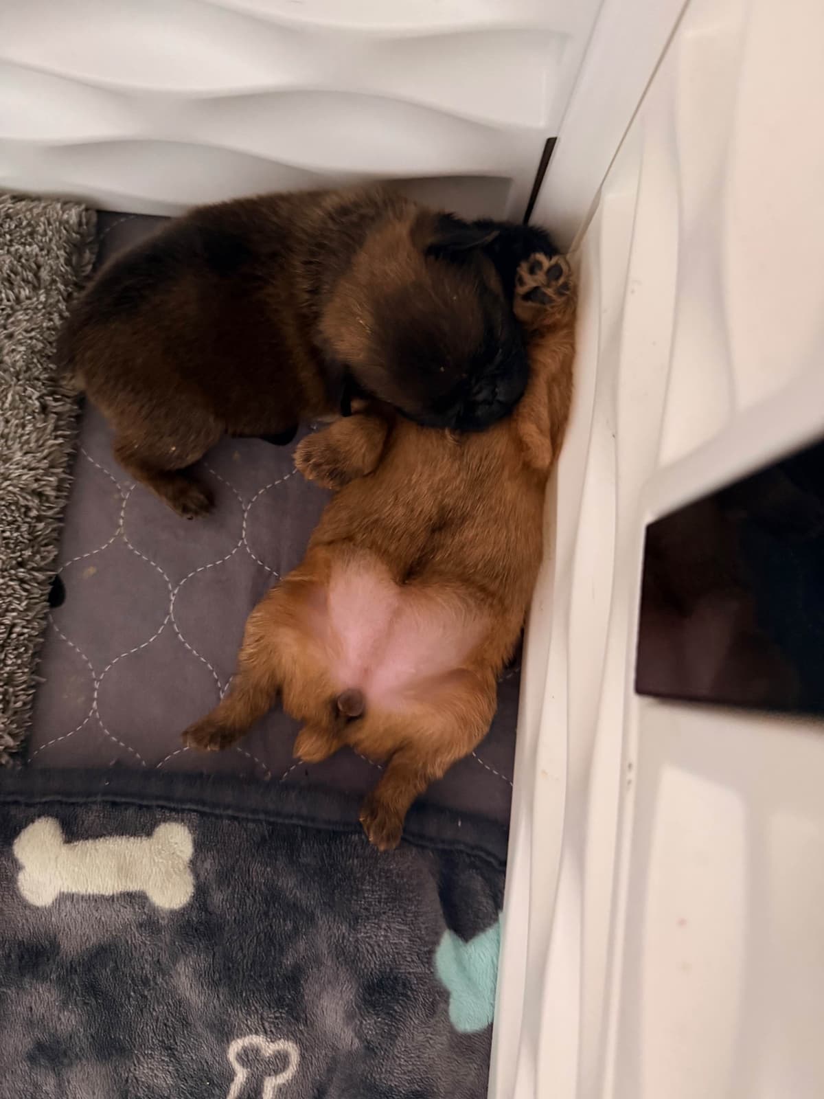 Brussels Griffon Puppies breeder image 6