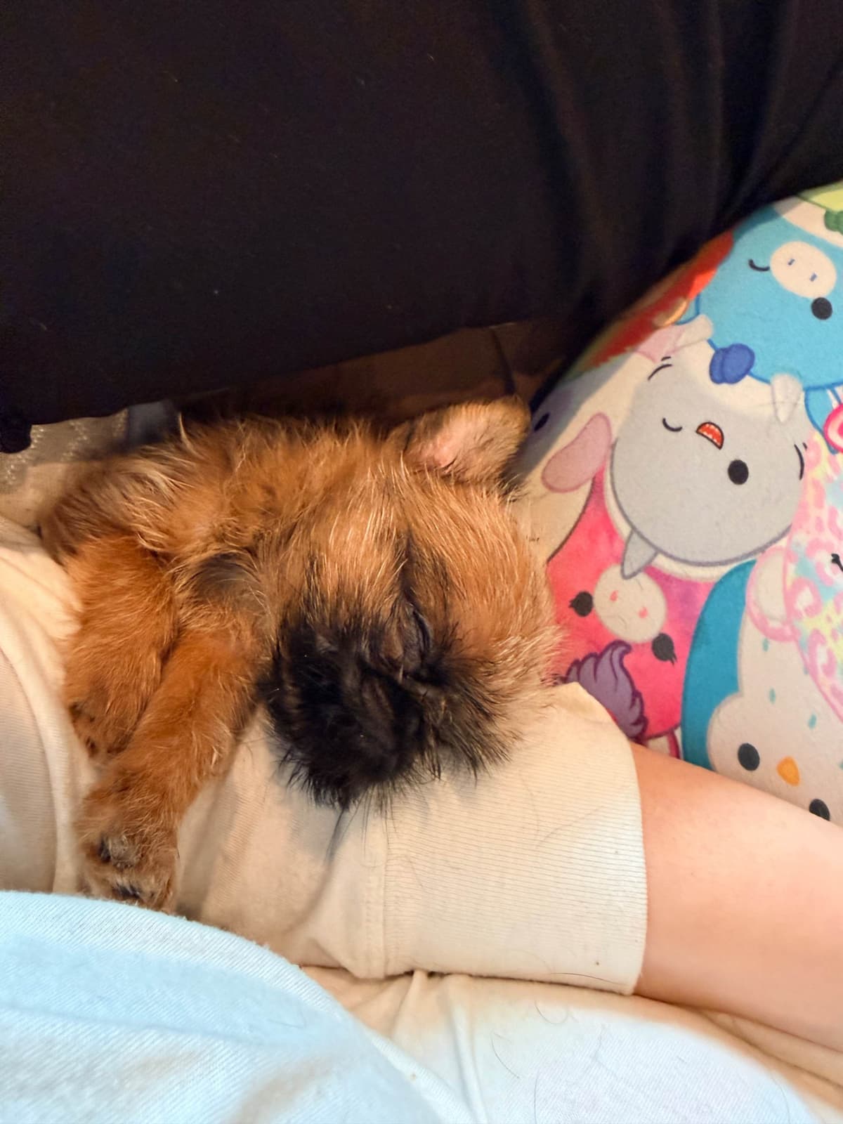 Brussels Griffon Puppies breeder image 7