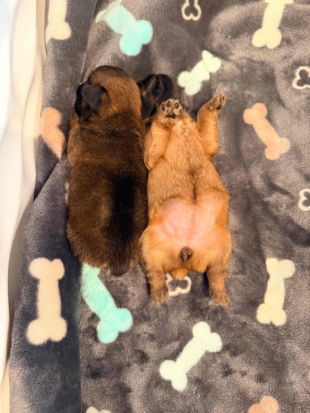 Brussels Griffon Puppies breeder image 9