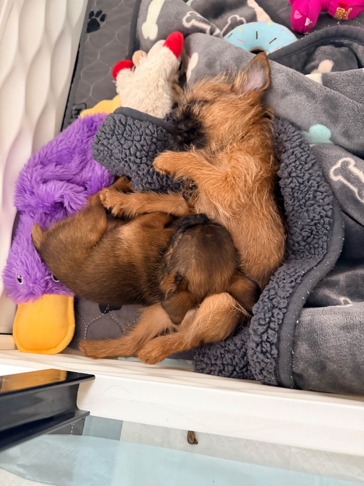 Brussels Griffon Puppies breeder image 8
