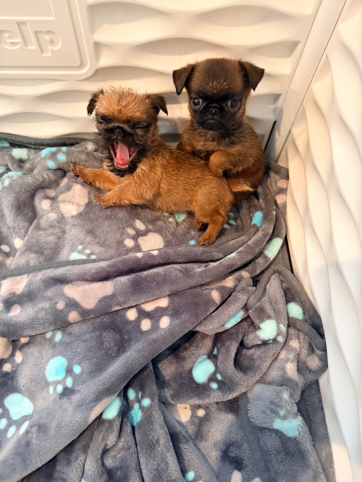 Brussels Griffon Puppies breeder image 11