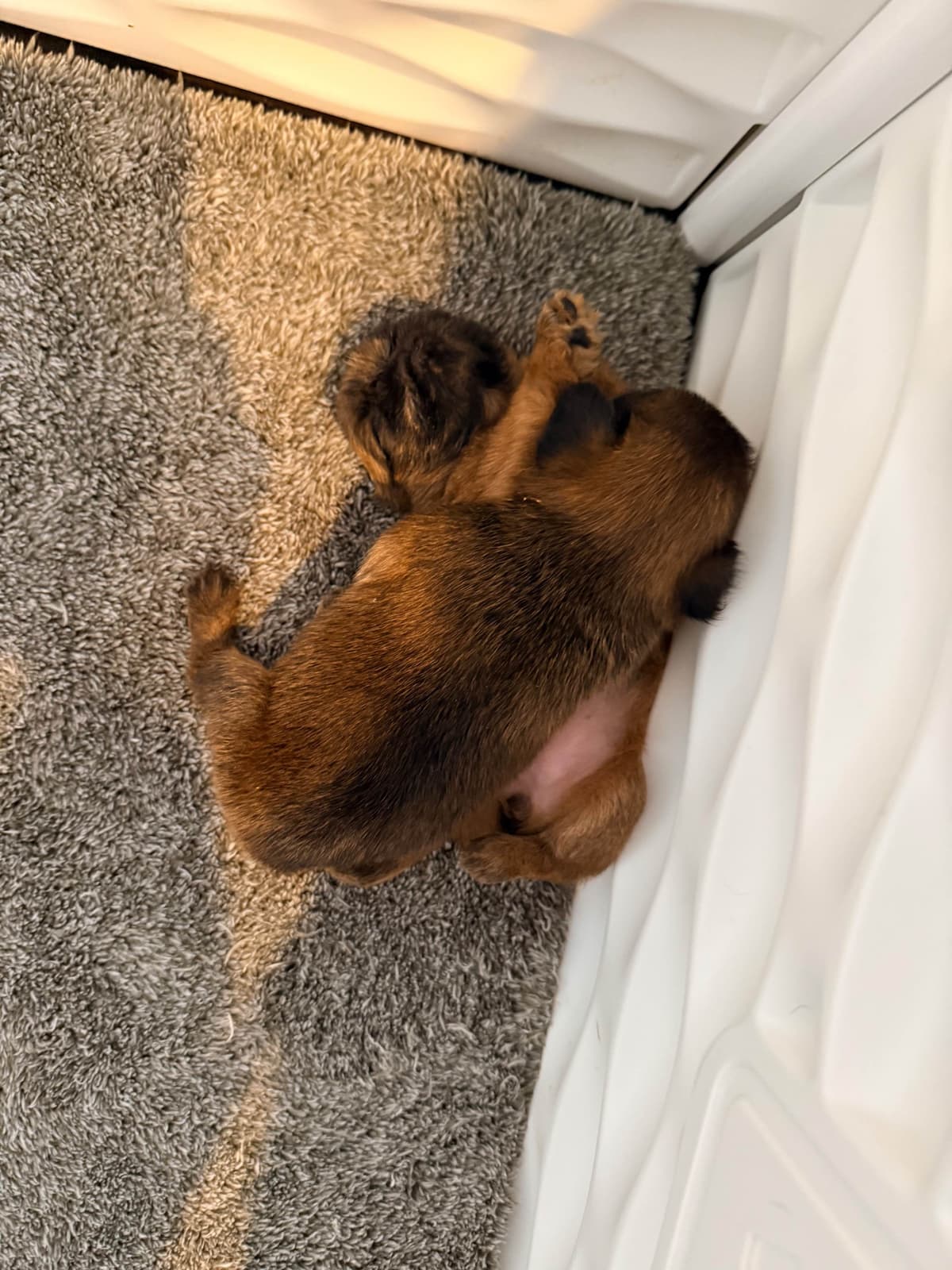 Brussels Griffon Puppies breeder image 10