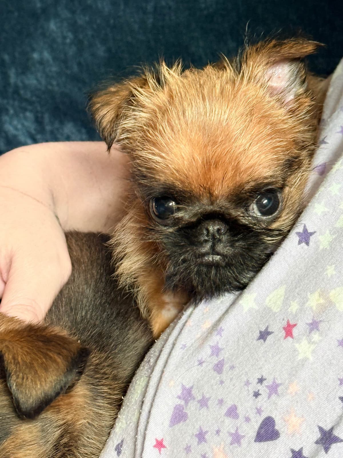 Brussels Griffon Puppies breeder image 12