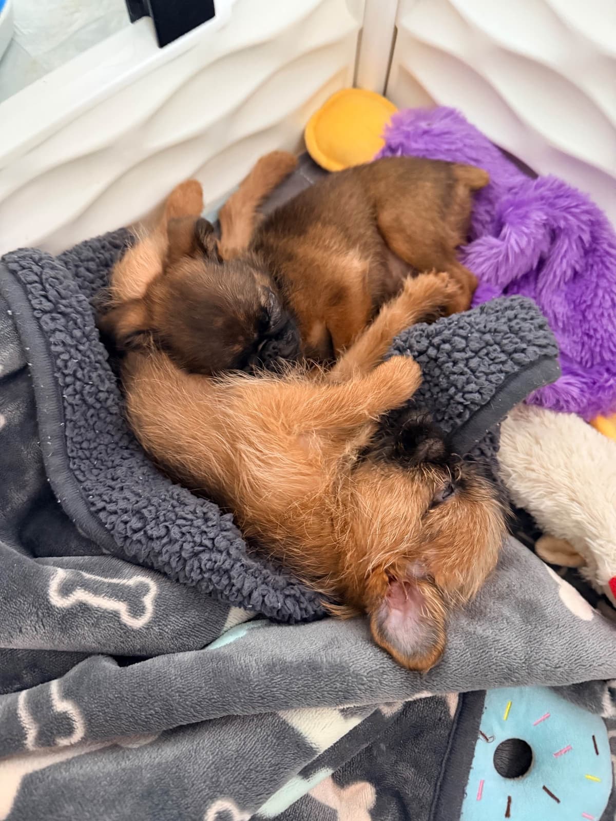 Brussels Griffon Puppies breeder image 14