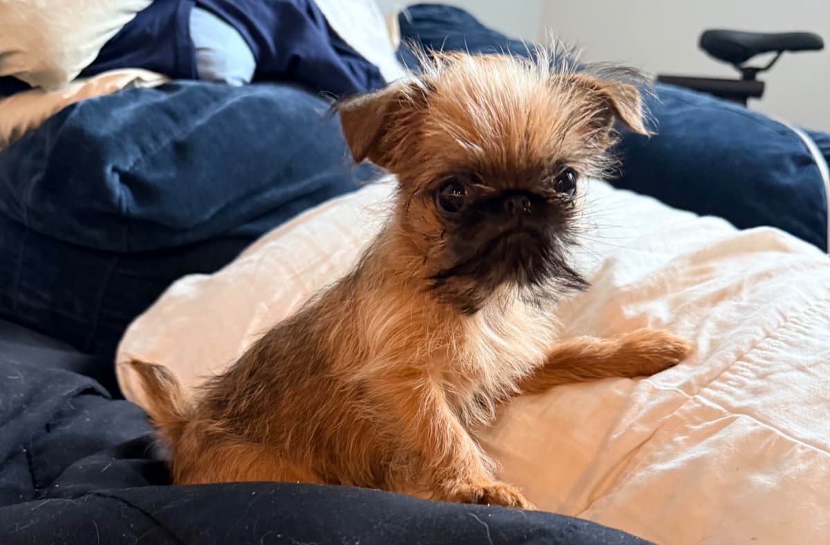 Brussels Griffon Puppies breeder image 13