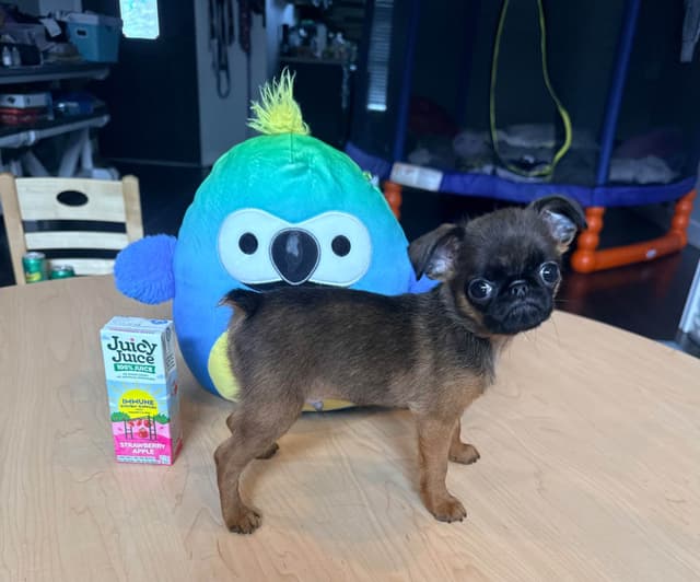 Brussels Griffon Puppies media 2
