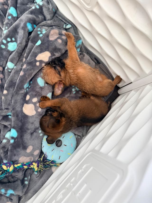 Brussels Griffon Puppies media 3
