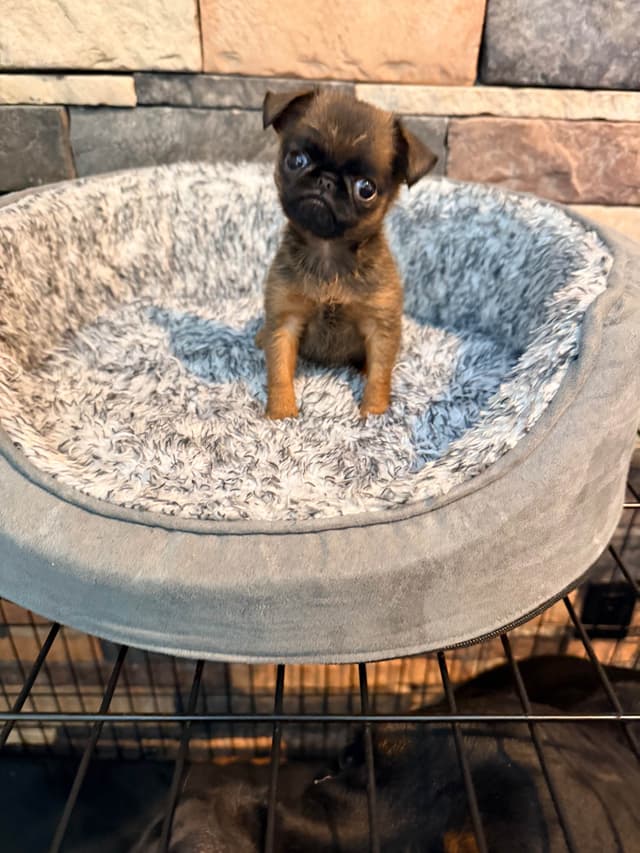 Brussels Griffon Puppies media 4