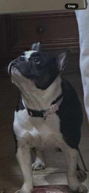 French Bulldog Puppies media 2