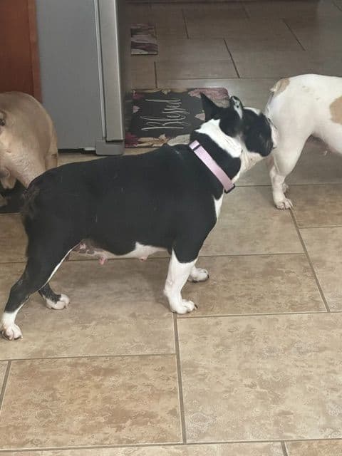 French Bulldog Puppies media 3