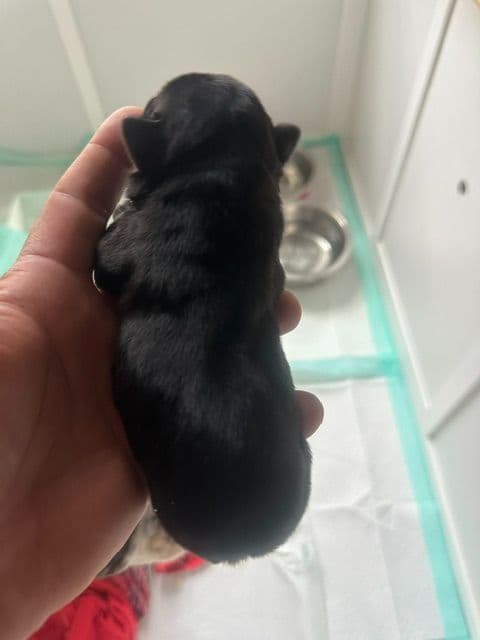 French Bulldog Puppies media 6