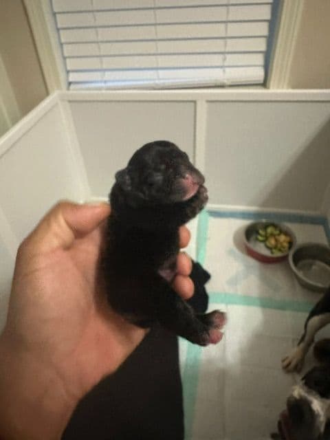 French Bulldog Puppies media 7