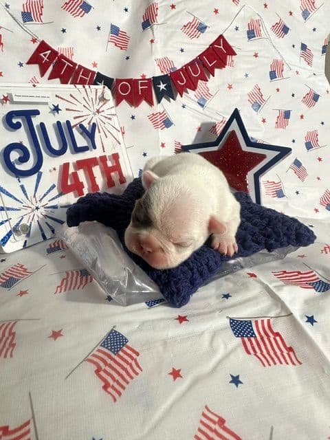French Bulldog Puppies media 9