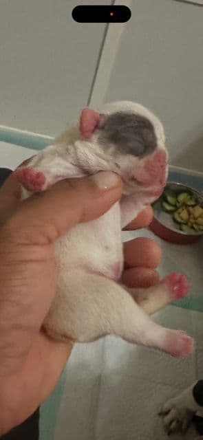 French Bulldog Puppies media 11