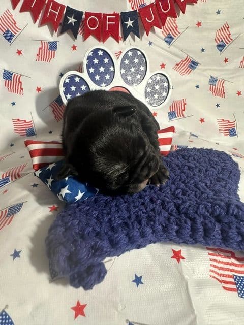 French Bulldog Puppies media 12