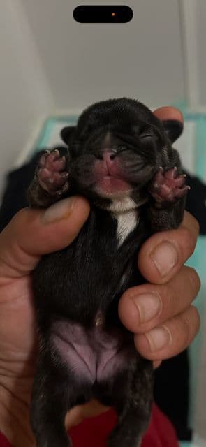 French Bulldog Puppies media 13