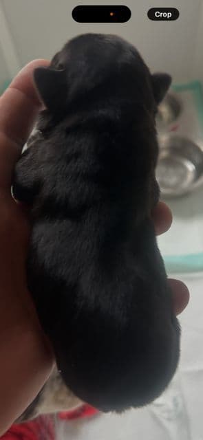 French Bulldog Puppies media 14