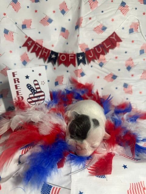 French Bulldog Puppies media 15