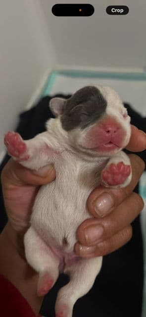 French Bulldog Puppies media 16
