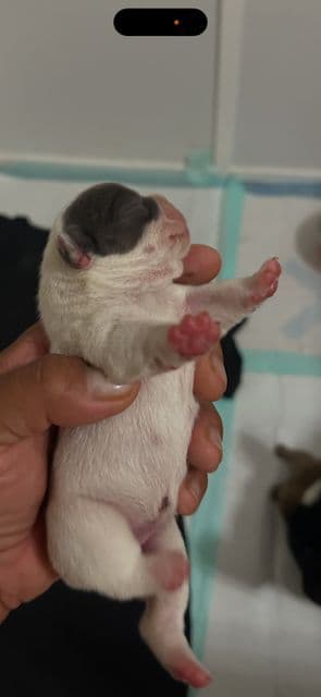 French Bulldog Puppies media 17