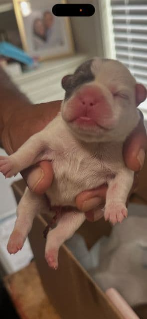 French Bulldog Puppies media 18