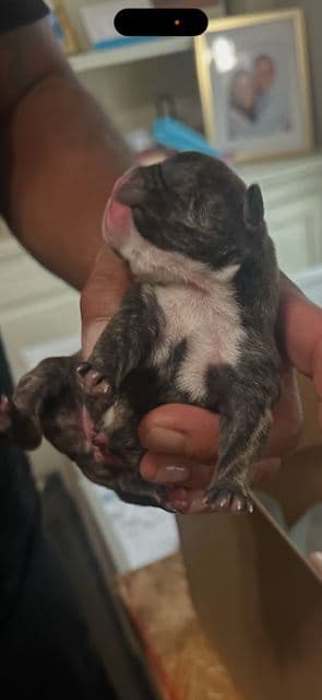 French Bulldog Puppies media 21