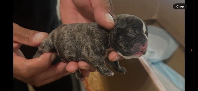 French Bulldog Puppies media 22