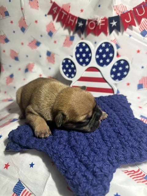 French Bulldog Puppies media 23