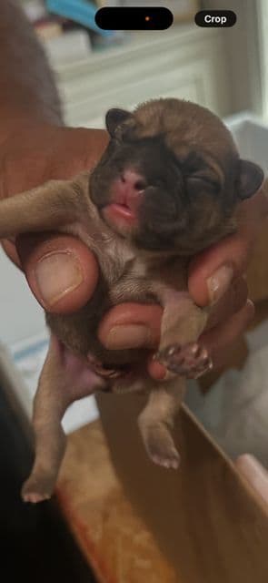 French Bulldog Puppies media 24