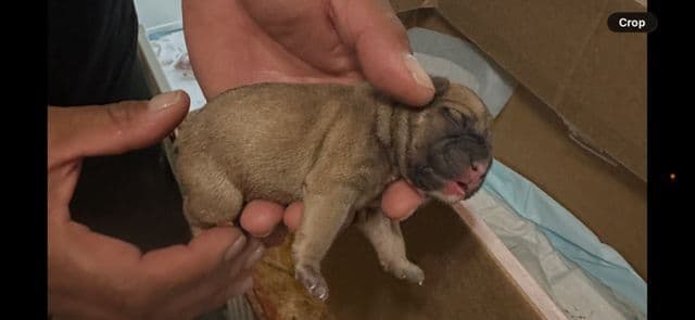 French Bulldog Puppies media 25
