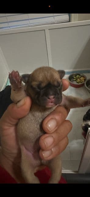 French Bulldog Puppies media 26