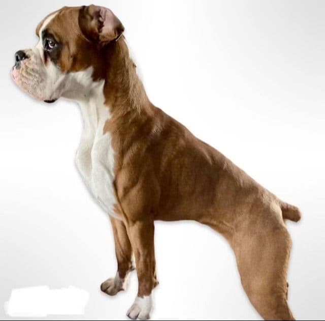 Champion bloodline Boxer Puppies breeder image 2