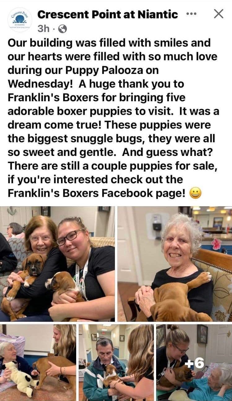 Champion bloodline Boxer Puppies breeder image 3