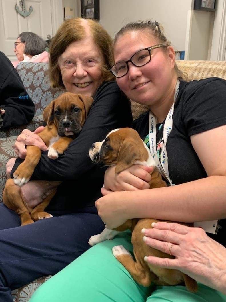 Champion bloodline Boxer Puppies breeder image 4