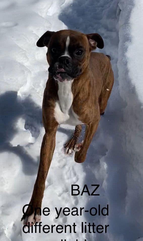 Champion bloodline Boxer Puppies breeder image 15