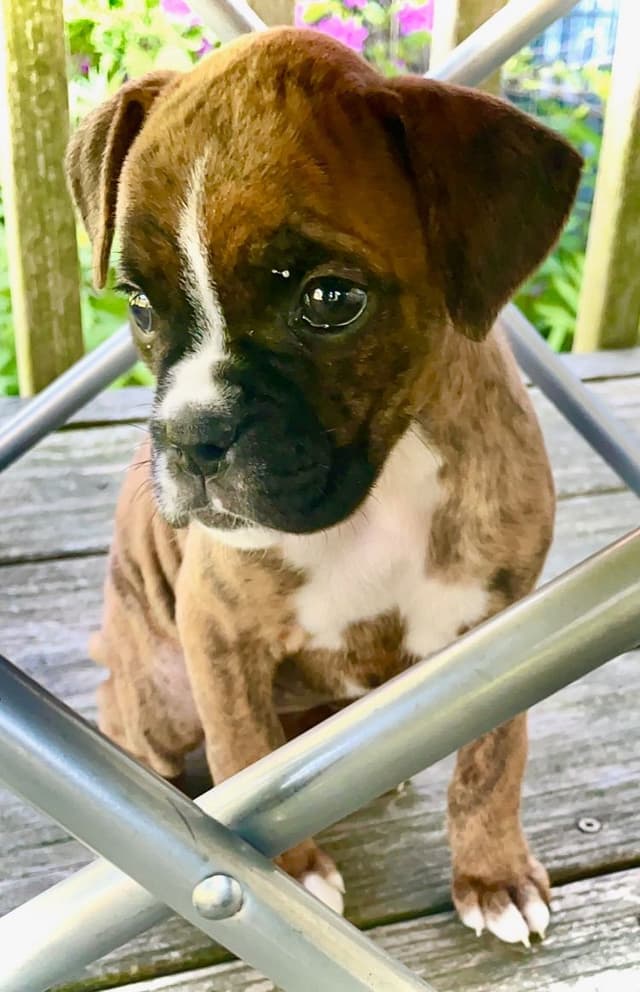 Champion bloodline Boxer Puppies media 2