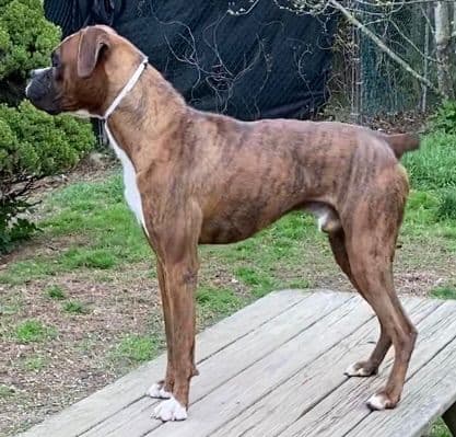 Champion bloodline Boxer Puppies media 3