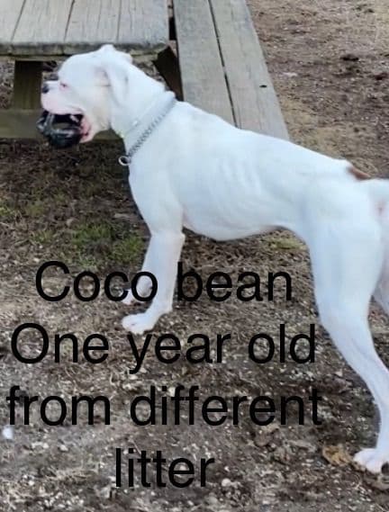 Champion bloodline Boxer Puppies media 4