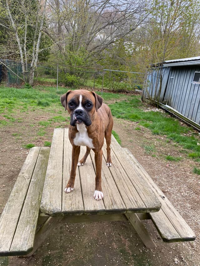 Champion bloodline Boxer Puppies media 5