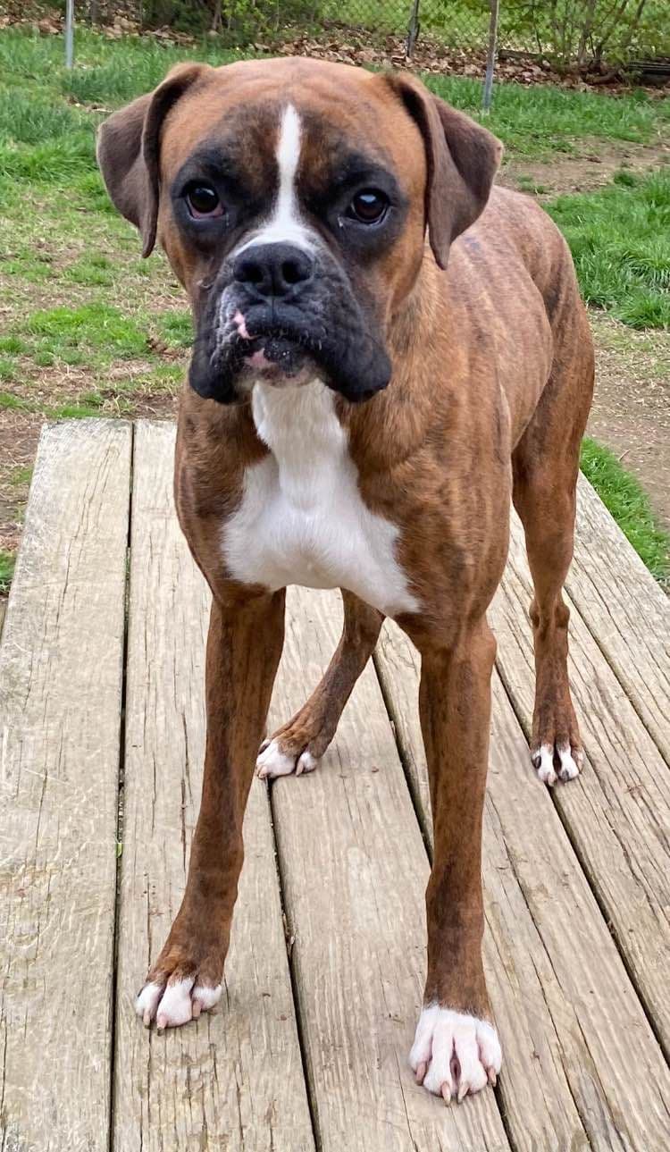 Champion bloodline Boxer Puppies breeder image 16