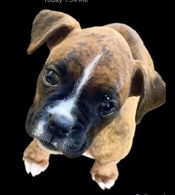 Champion bloodline Boxer Puppies breeder image 17