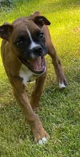 Champion bloodline Boxer Puppies media 6