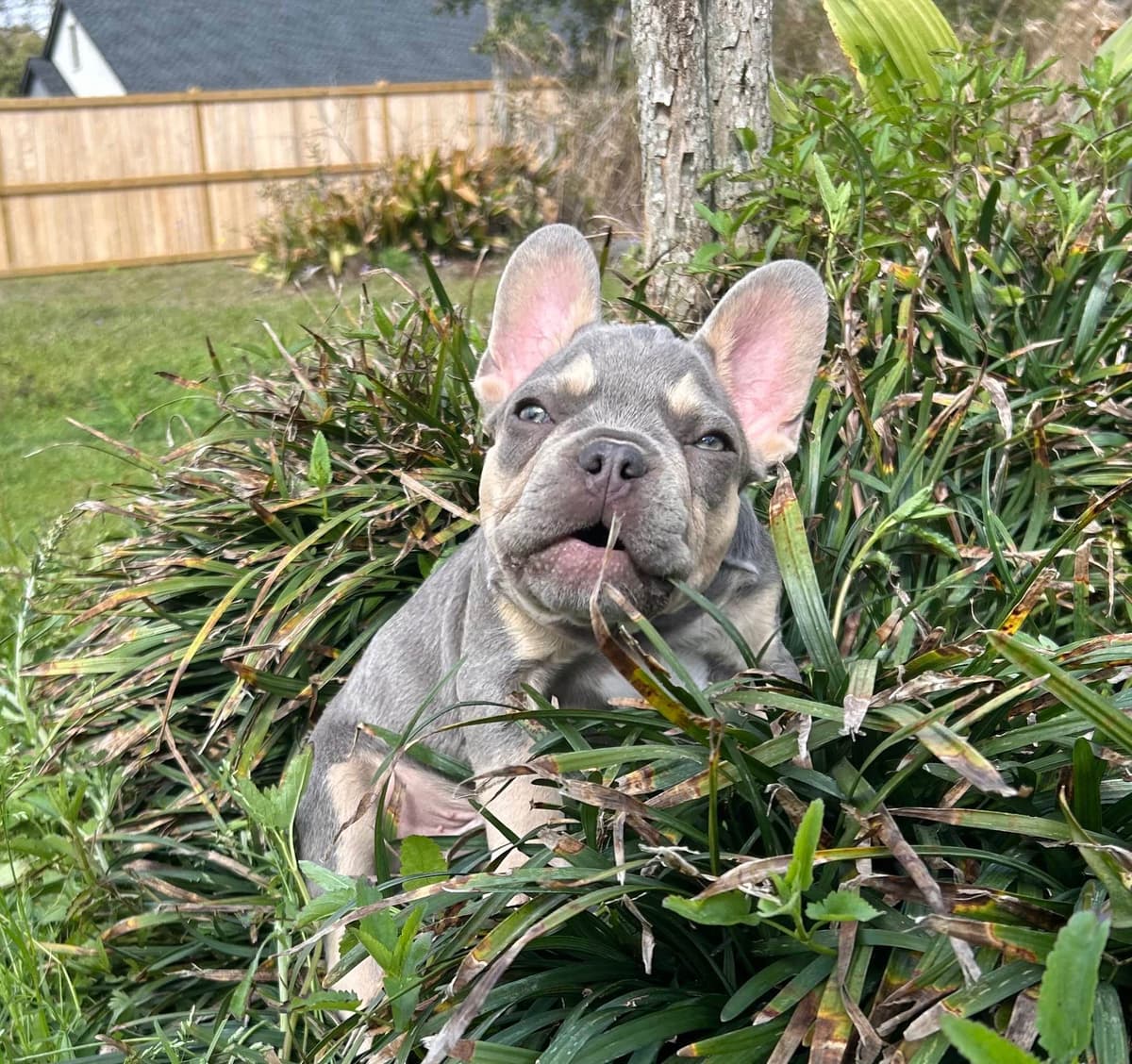 French Bulldog Female breeder image 2