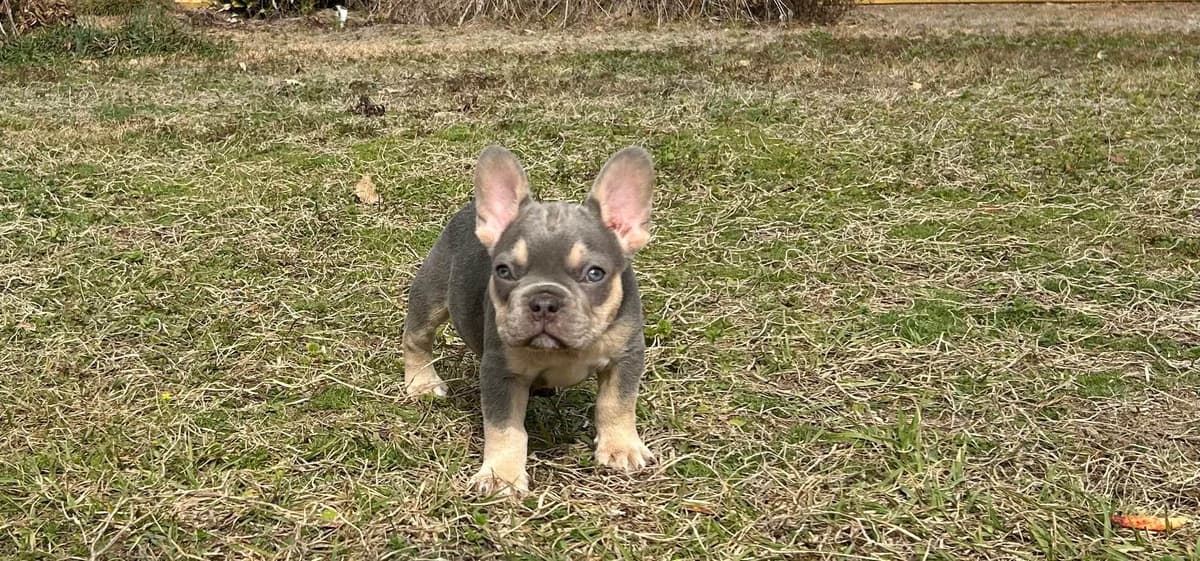 French Bulldog Female breeder image 1