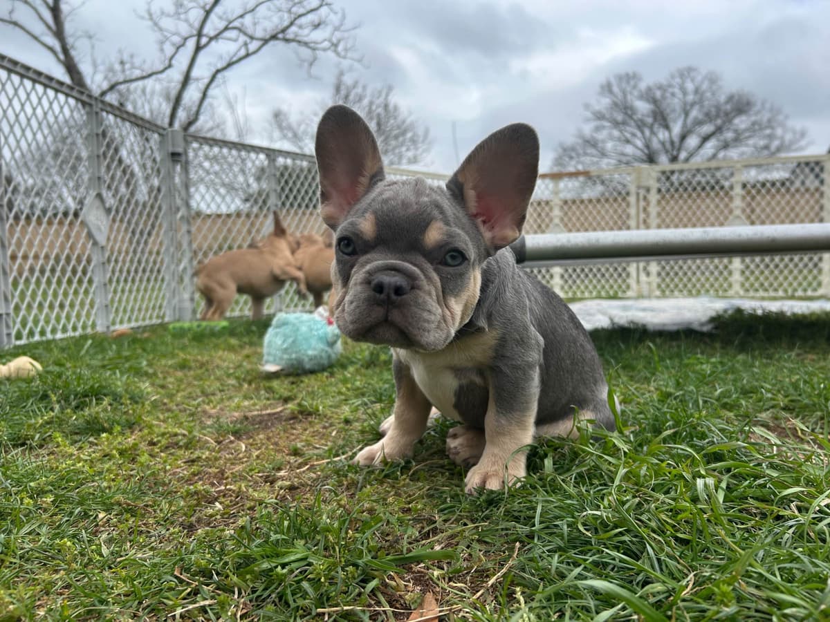 French Bulldog Female breeder image 5