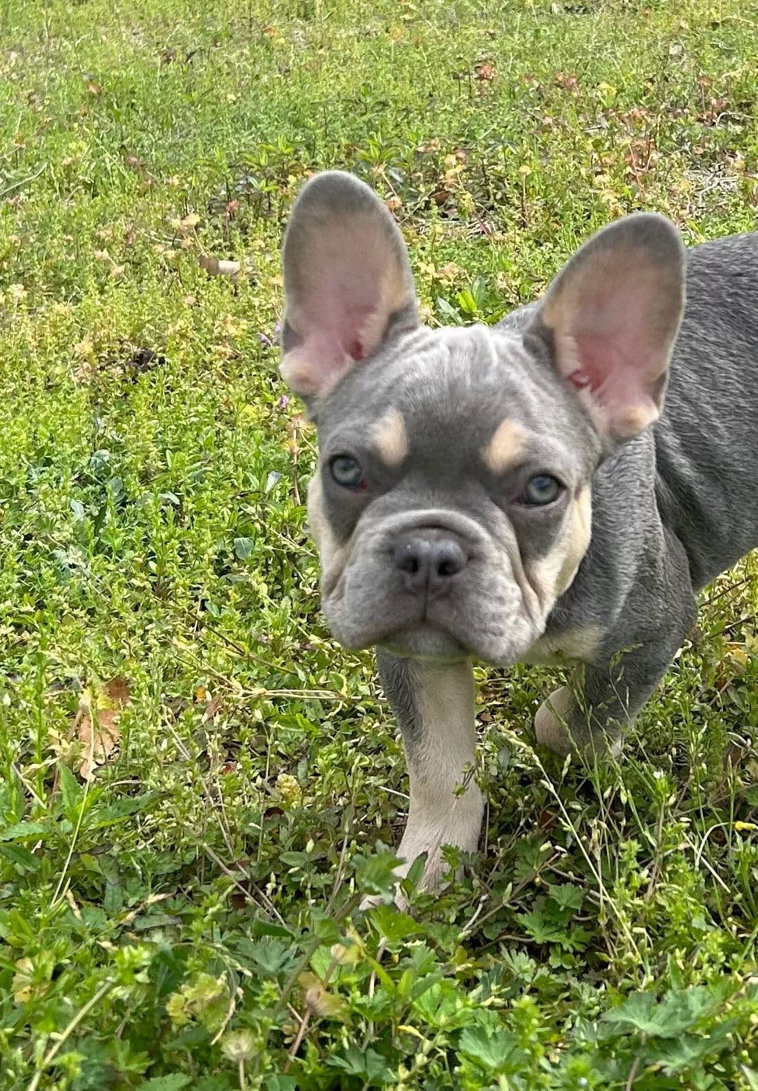 French Bulldog Female breeder image 6